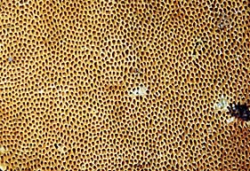 Phylloporia ribis , ribs-ildporesvamp, ripskjuke, krusb&aelig;rsticka, Beeren-Strauchporling