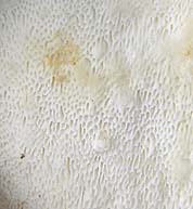 Postia stiptica , bitter kødporesvamp, Bitter Bracket, Bitterer Saftporling