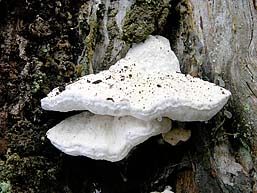 Postia stiptica , bitter kødporesvamp, Bitter Bracket, Bitterer Saftporling