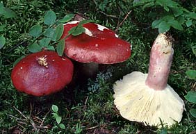 Russula rhodopus , lak-skørhat, Roodsteelrussula, Flammenstiel-Tæubling