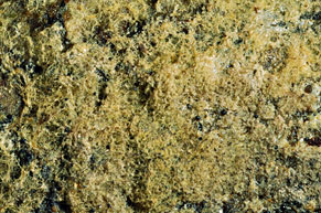 Tomentella ferruginea 