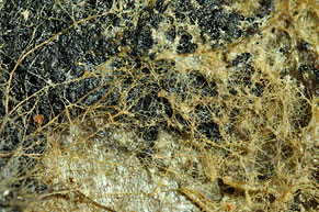 Tomentella ferruginea 