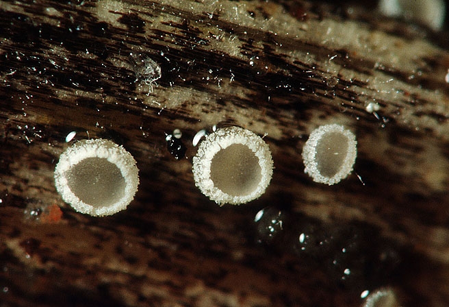 CistellaGrev-JHP-03.053.jpg