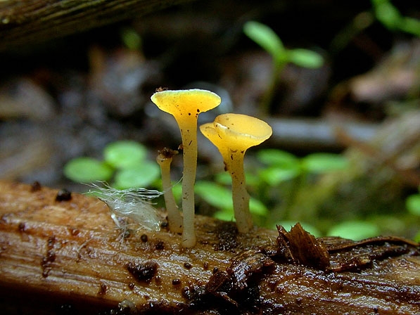 Hymenoscyph-JHP-03.080.jpg