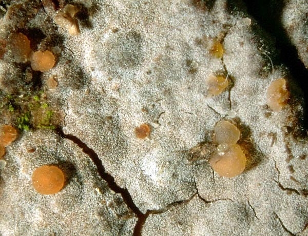JHP-05.026-TremellaVers02.jpg