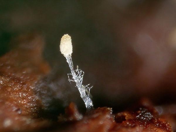 JHP-05.067-Hirticlav#145F55.jpg