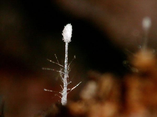 JHP-05.068-Hirticlav#145F59.jpg