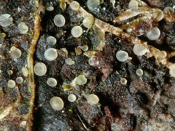JHP-05.074-OrbiliaEpip01.jpg