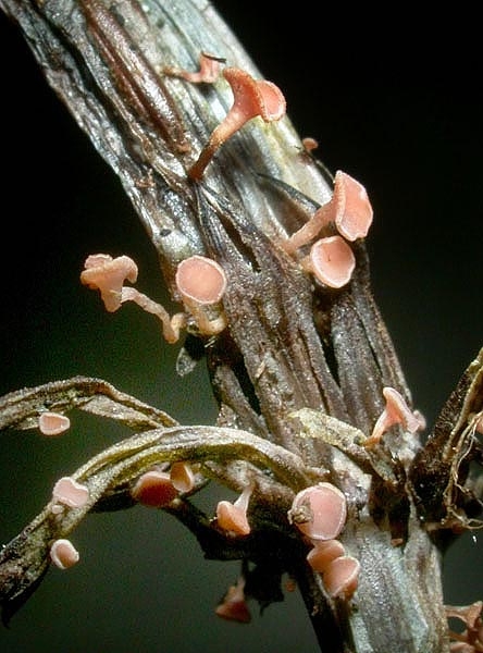 JHP-05.075-Hymenoscy#14607A.jpg