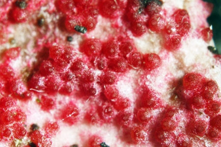 HypomycesRose-JHP-06.jpg