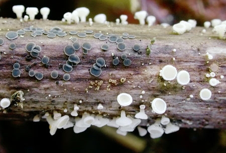 LachnumNudi-JHP-06.jpg