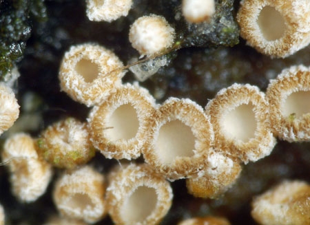 Merismodes-JHP-06.jpg