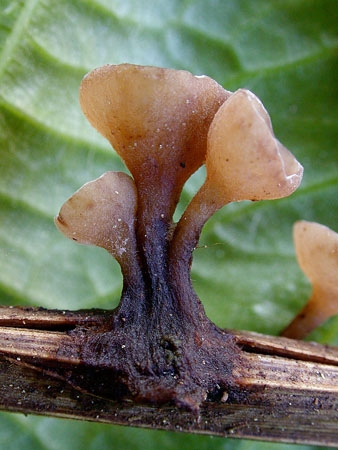 MyrioscleroSulc2-JHP-06.jpg