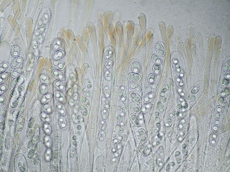 PachyellaBabi2-c-JHP-06.jpg