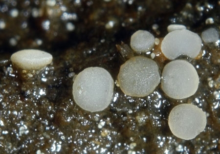 PhaeohelotiFlex-JHP-06.jpg