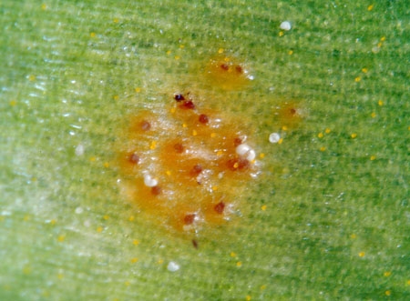 PucciniaSess3-JHP-06.jpg