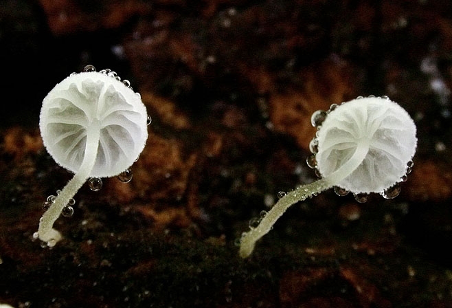 Hemimycena mauretanica JHP-07.043.jpg