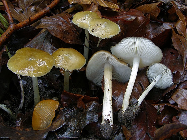 HydropusSuba-JHP-07.090-270507-10.jpg