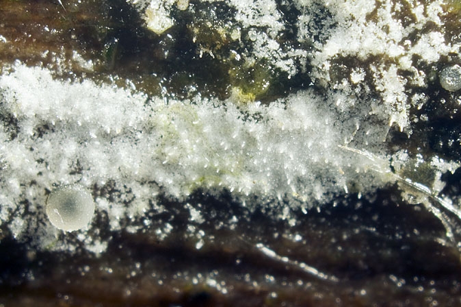 HyphodermaSeti-JHP-07.100-280507-04.jpg
