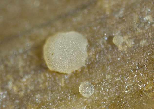 MollisiaAffPalu-JHP-07.097-280507-03.jpg