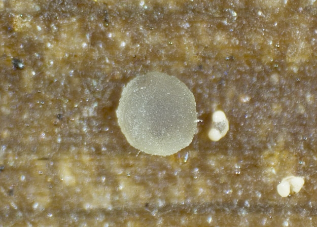 MollisiaAffPalu-JHP-07.097-280507-07.jpg