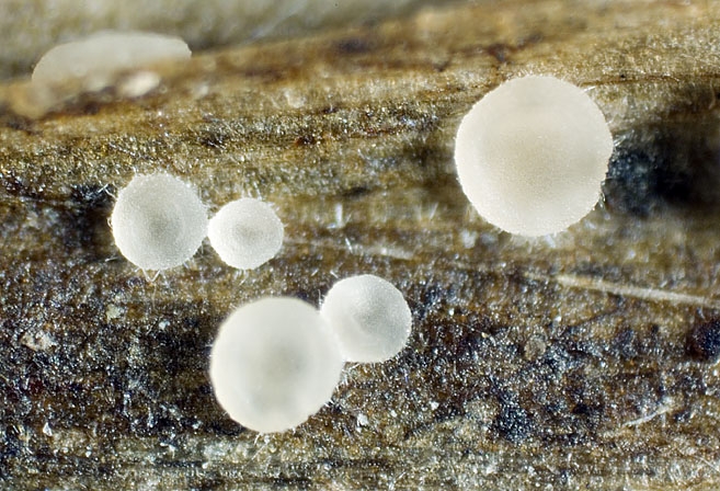 OrbiliaRect-JHP-07.098-280507-11.jpg