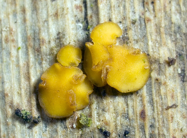 RodwayellaCitrinula.jpg