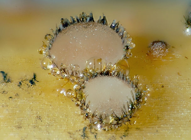 TrichopezizNidu-JHP-07.062-250507-14.jpg