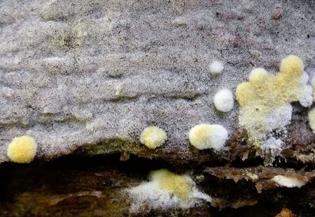 BotryobasidAure-JHP-06.jpg