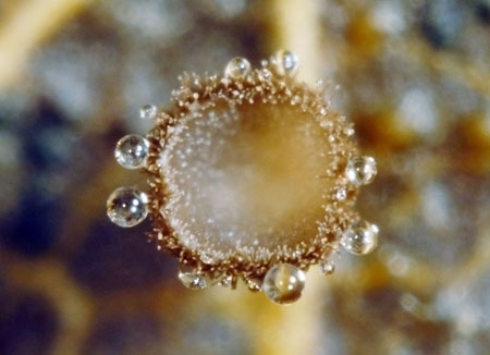 BrunnipilaFusc2-JHP-06.jpg