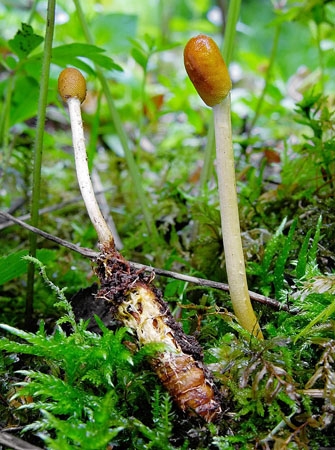 CordycepsGrac-JHP-06.jpg