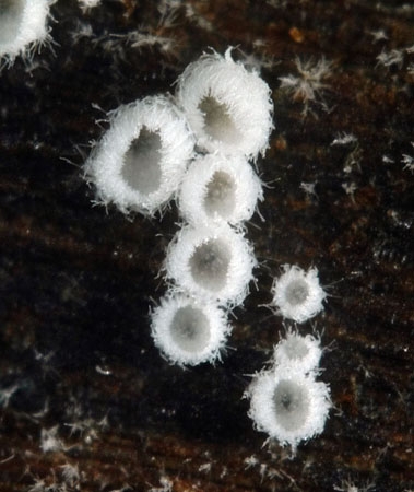 FlagelloscyMinu2-JHP-06.jpg