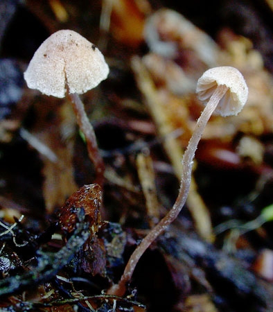FlammulasteCarp-JHP-06.jpg