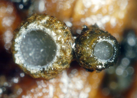 GodroniaSpir-JHP-06.jpg
