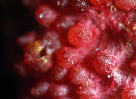 HypomycesRose2-JHP-06.jpg