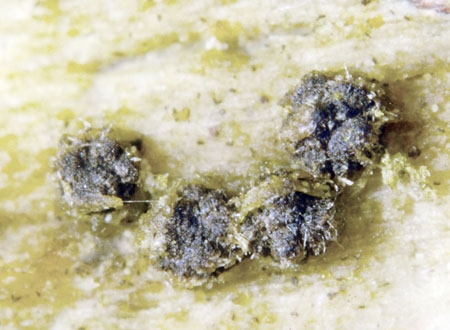 LasiosphaerAff-JHP-06.jpg