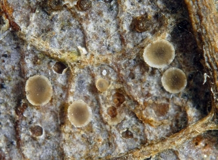 MicroscyphaMont-b-JHP-00059.jpg
