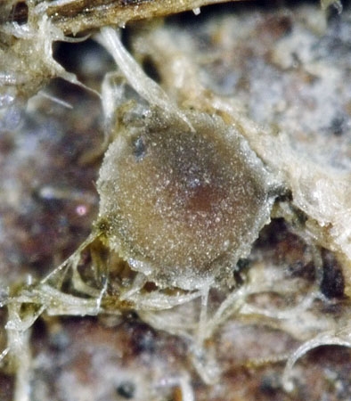 MicroscyphaMont2-JHP-06.jpg
