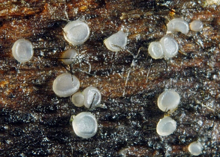OrbiliaComm-JHP-06.jpg