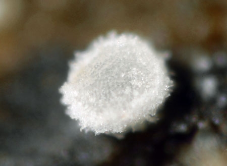 PolydesmiaPrui-JHP-06.jpg