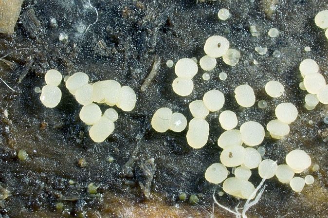 ClaussenomyPras-JHP-07.065-260507-01.jpg