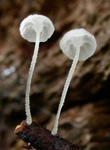 HemimycenaCf-JHP-07.063--02.jpg