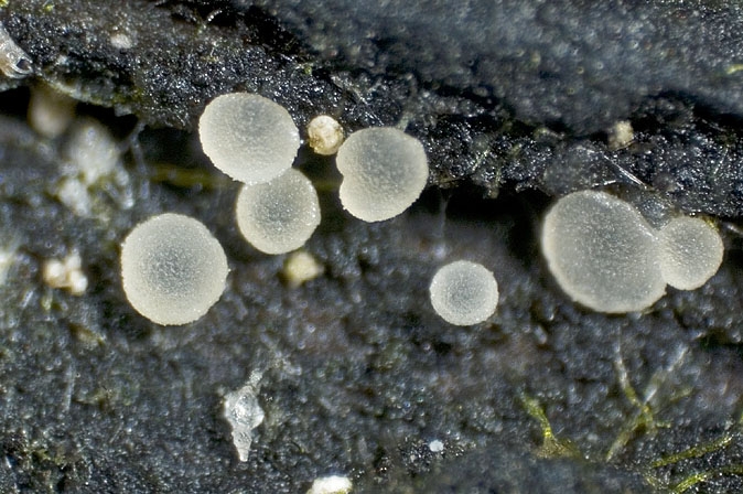 HyaloscyphaInta-JHP-07.104-280507-04.jpg