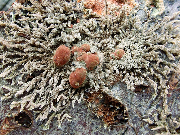 HypoxylonHowe-JHP-07.053--06.jpg