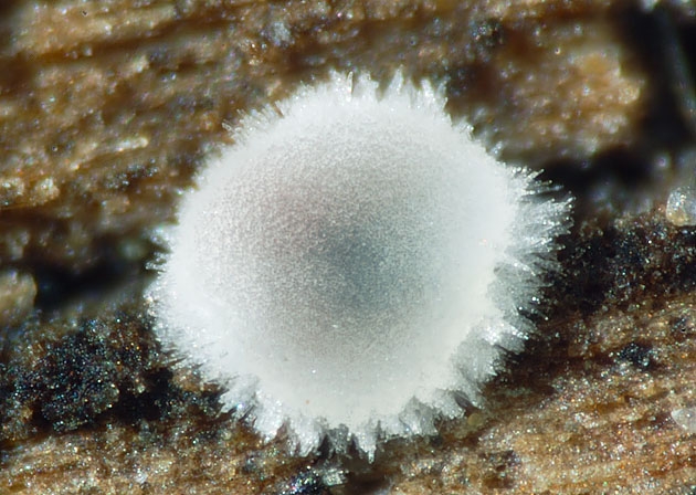 Mollisia-JHP-07.041-2.jpg