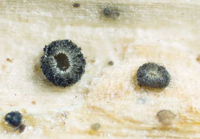 PirottaeaNigr-JHP-07.072.jpg