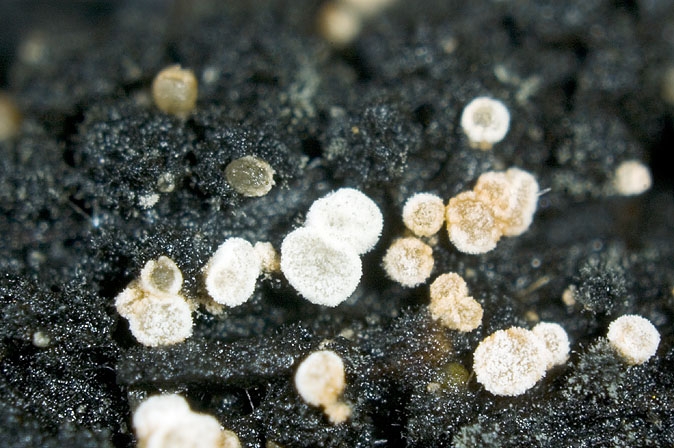 PolydesmiaPrui-JHP-07.103-280507-06.jpg