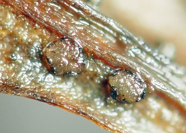 PseudopeltiAffFili-JHP-07.096-280507-16.jpg