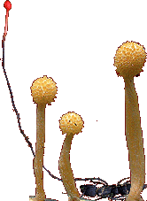 Картинки по запросу Cordyceps gif