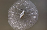 mycelium
